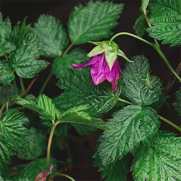 Heather-Flower