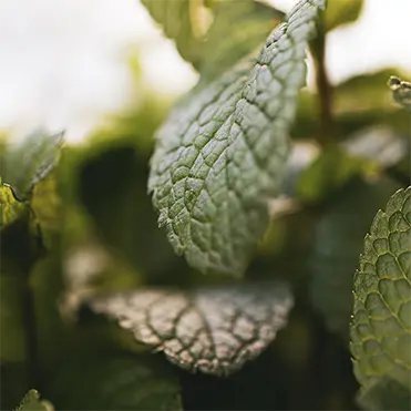 Spearmint Leaf, Organic