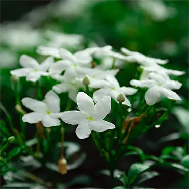 Jasmine-Flower