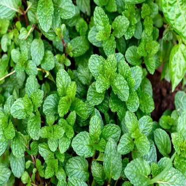 Peppermint Leaf, Organic